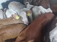 सांड, Simmental cattle — फ़ोटो 1
