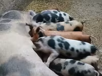 母猪, Pigs — 照片 1