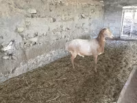 Qoç, Rhon sheep — foto 1