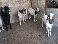Billy Goat, Boer goat — photo 3