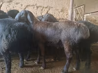 Beran, Rhon sheep — foto 1