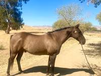 At, Quarter Horse — foto 6