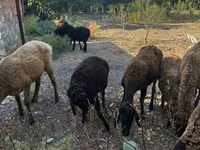 Qoyunlar (partiya, cinsi göstərilməyib), Qoyunlar — foto 1