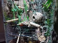 Unikal şaquli terrarium/volyer – dekorativ ağac gövdəsi və təbii — фото 3