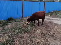 Cow, Latvian Blue cattle — photo 4