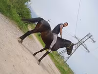حصان, Standardbred — الصورة 2