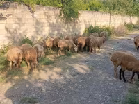 Sheep (batch, sex not specified), Sheep — photo 4