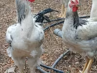 Chickens — फ़ोटो 2