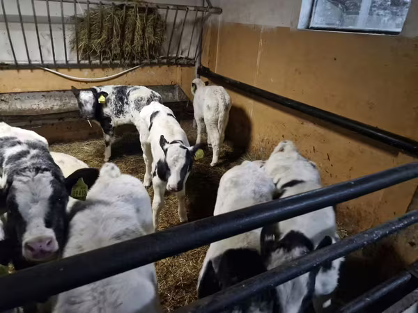 أبقار (دفعة، الجنس غير محدد), Russian Black pied cattle