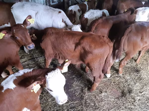 सांड, Simmental cattle