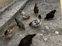 Chickens — الصورة 1