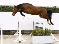 Cavalo, Cavalos — foto 2