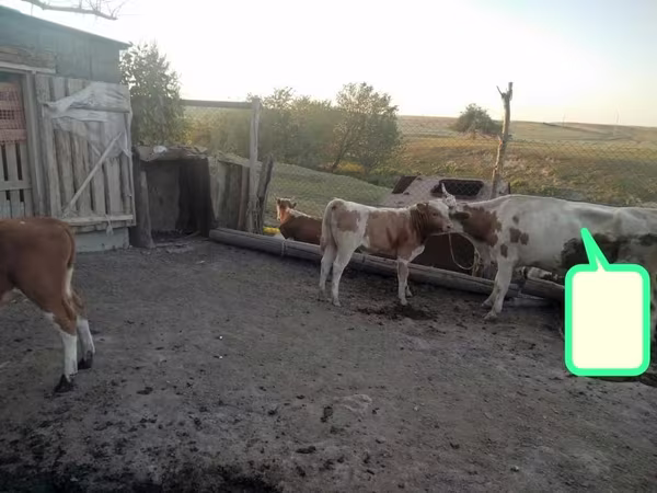 İnək, Simmental cattle