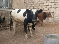 Buğa, Russian Black pied cattle — foto 8