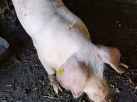 Boar, Ландрас — photo 1