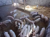Säue, Schweine — Foto 1