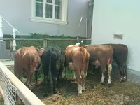Toro, Hereford — foto 7