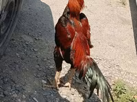 Chickens — photo 7