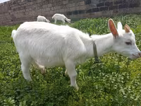 Keçi, Saanen goat — foto 2