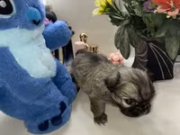 Məhsul: Pekines balaları - Yaş: 60 günlük - Cins: Pekines - Rənglər — foto 4