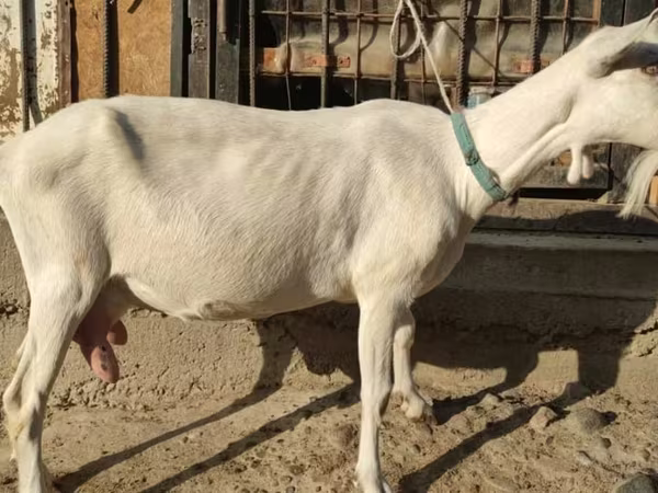 Cabra, Saanen goat