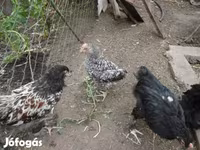 Chickens — Foto 1