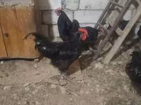 Australorp — foto 1