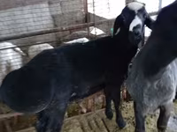 Carneiro, Blackheaded Persian sheep — foto 2