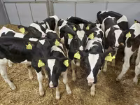 Bovinos (lote, sexo no especificado), Raza Holstein — foto 5