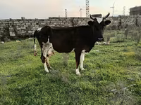 母牛, Cattle — 照片 1