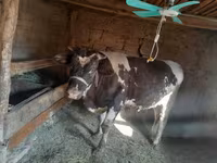 Byk, Russian Black pied cattle — zdjęcie 8