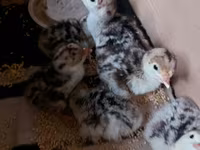 Turkeys — photo 1