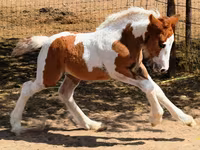 Madyan, Gypsy horse — foto 4