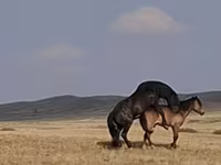 At, New Altai Horse — foto 4