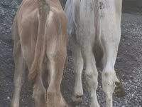 Buğa, Cersey irqi — foto 4