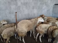 Qoç, Qoyunlar — foto 6