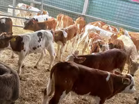 ثور, Simmental cattle — الصورة 4
