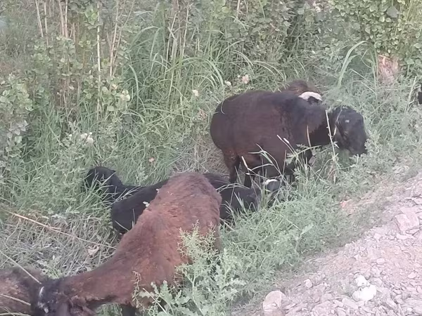 Sheep (batch, sex not specified), Sheep