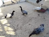 pato criollo doméstico — foto 2