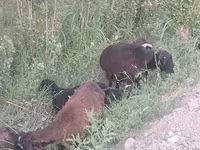 Sheep (batch, sex not specified), Sheep — photo 1