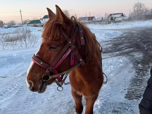 Koń, Kazakh horse