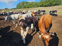 Buğa, Simmental cattle — foto 2