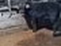 Buğa, Swedish red cattle — foto 8