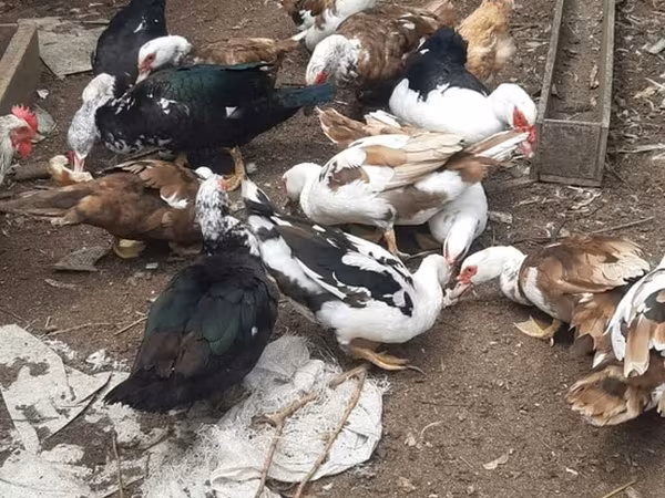 Domestic Muscovy — Azerbaijan
