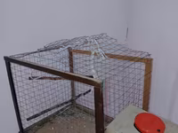 Məhsul: Dalmatin naxışlı mavi-bulat rəngli dalğa papuqayı (budgerigar) — Foto 5