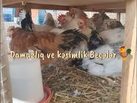 Chickens — Foto 1
