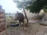 بقرة, الماشية — الصورة 4