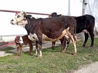 Корова, Simmental cattle — фото 2