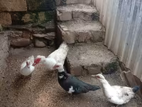 Ducks — photo 1