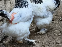 Brahma — foto 3